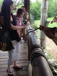 4-17-15 S feeds giraffe